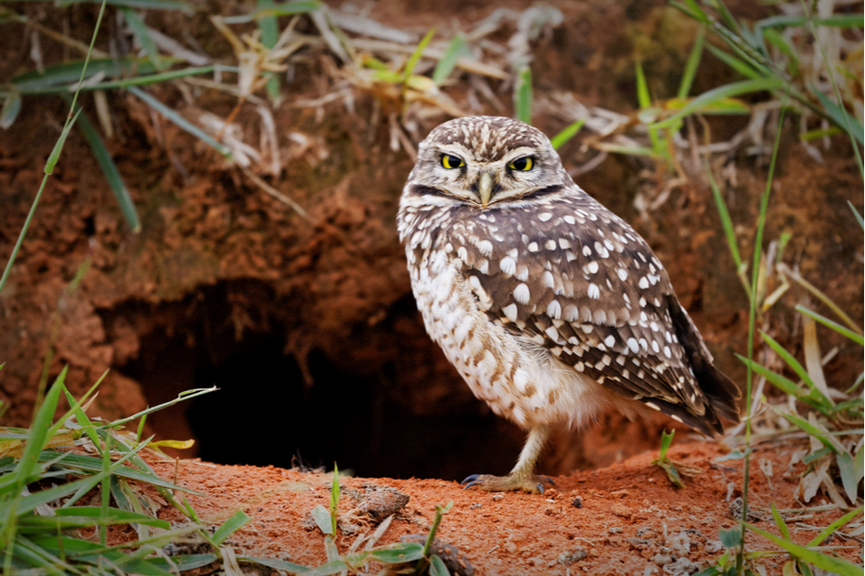 Burrowing owl next to its burrow looking into the camera lens