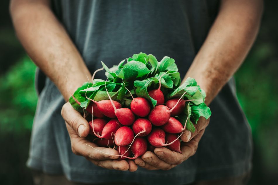 Rad Radishes: 5 Reasons to add this zesty veggie to your diet