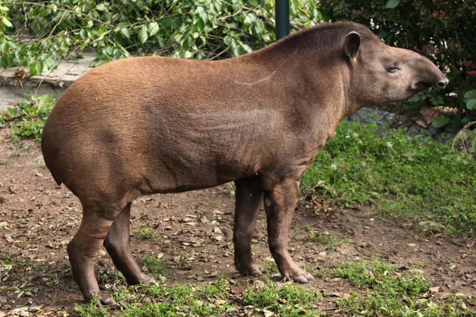 Tapir dung is the Amazon’s n
