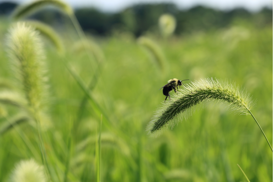 bee in tall grass