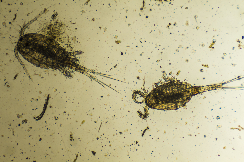 Study finds plankton are the k