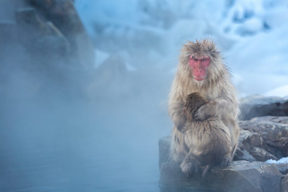 Japanese snow monkey (Japanese Macaque) sat in hot springs in the Kamikochi national park
