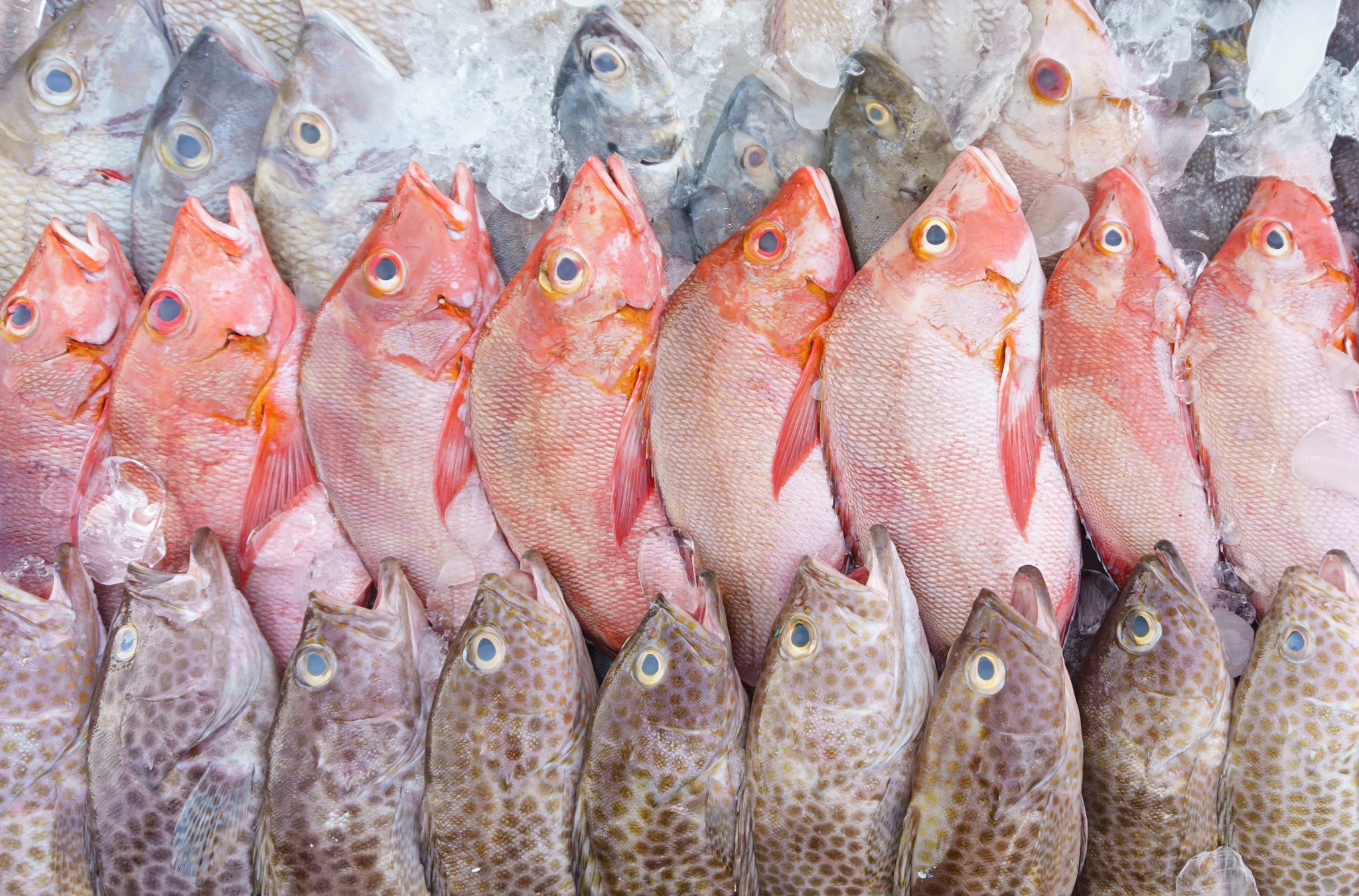 Seaspiracy inspires grocery store to phase out sale of fish products
