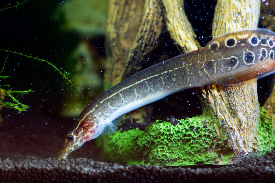 Freshwater eel.