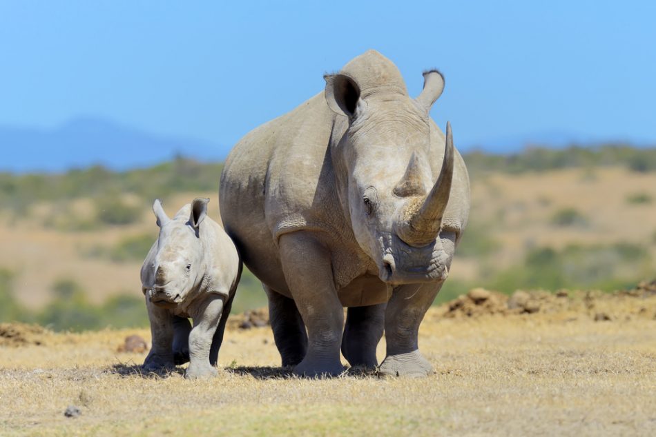Rhino poaching drops by 50 per