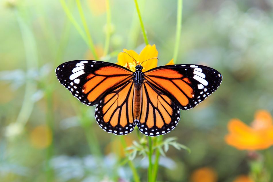 Orange monarch butterfly on orange cosmos flowers.