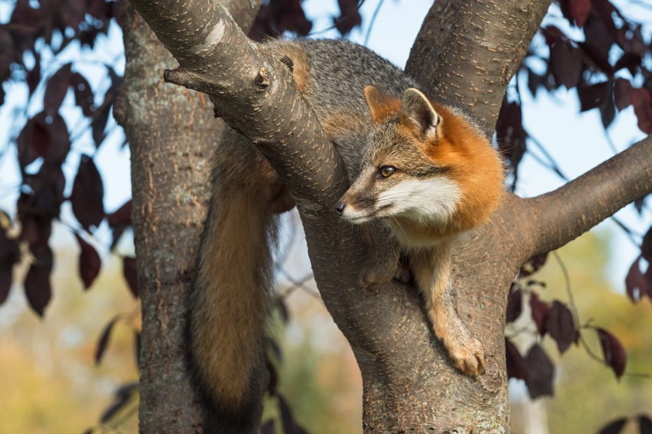 Gray fox in tree