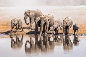 Elephant moms