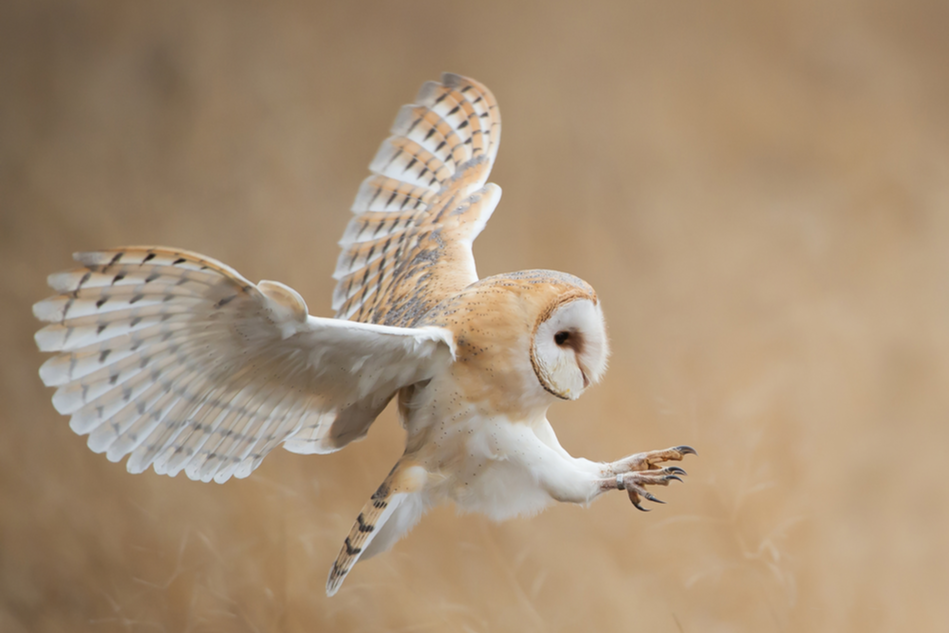 Barn owl in descending with its claws towards the ground to hunt