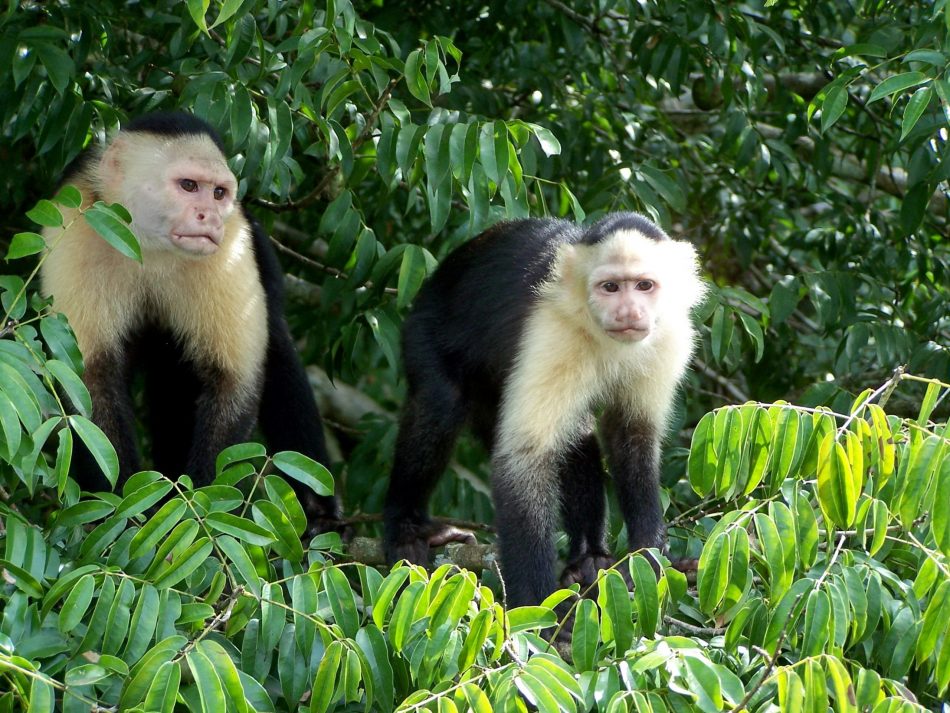 Capuchin monkeys Panama