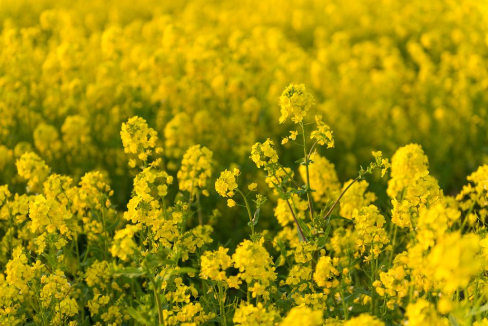 Mustard plant could be the sol