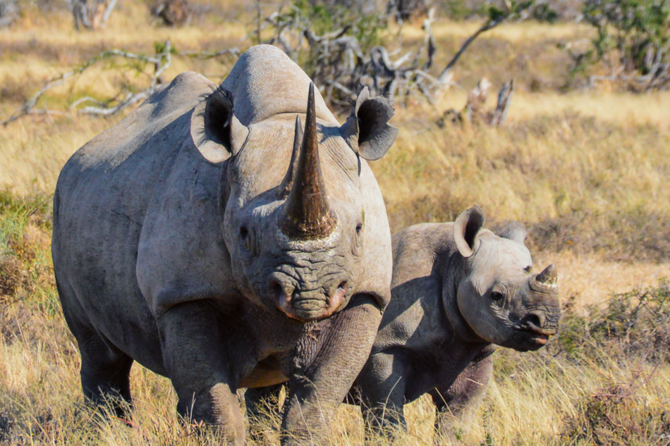 A mother rhino stands next to older calf