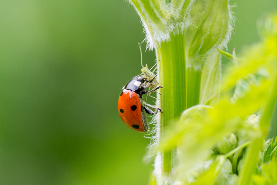 Ladybug eating an aphid on a plant