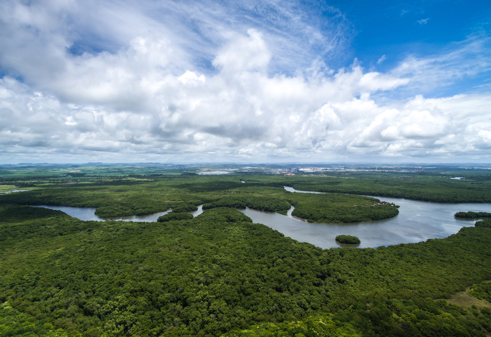Amazon deforestation rates fal