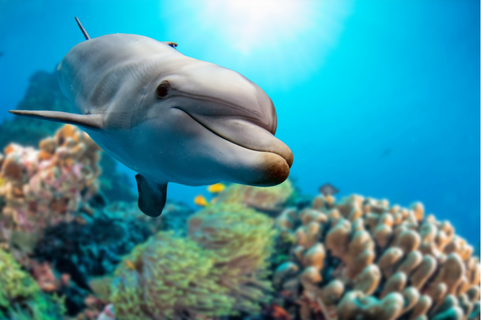 a dolphin swims up to the camera against a coral reef backdrop