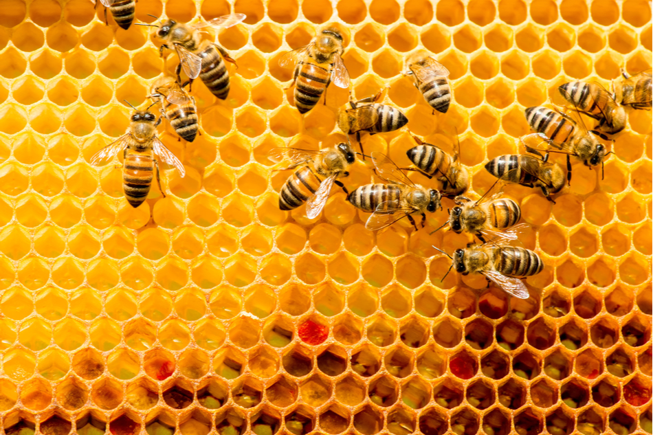close up of bees on honeycombs