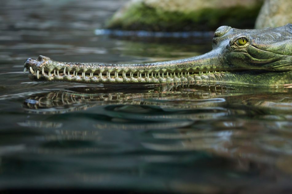The gharial: How this special 