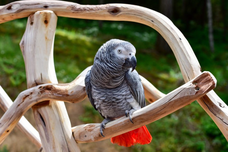 Parrots at English zoo removed