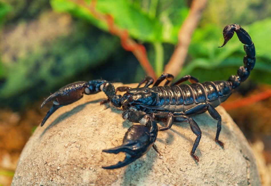 Scorpion venom could help surg