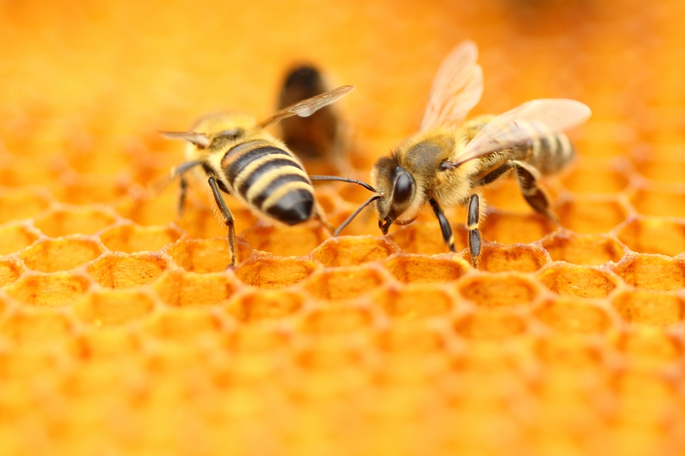 High-tech robotic hive keeps h