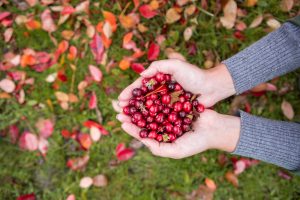 Woman holding a handful of cranberries