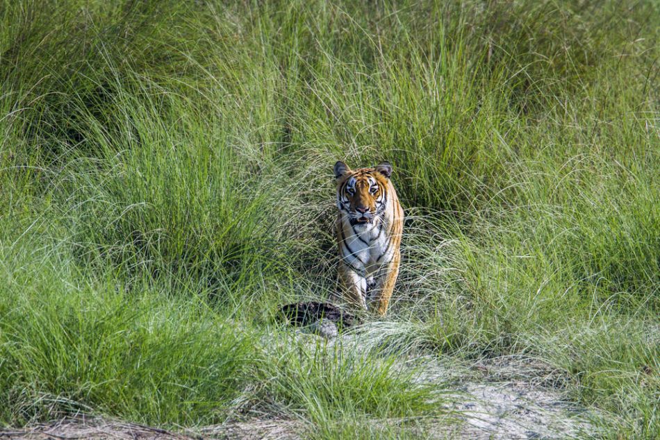 GPS tracking is helping tigers