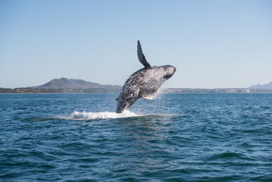Whales have an amazing potenti