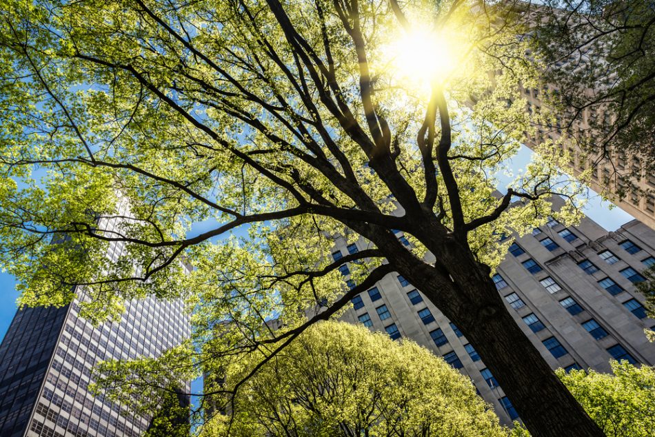 This is how trees make urban a