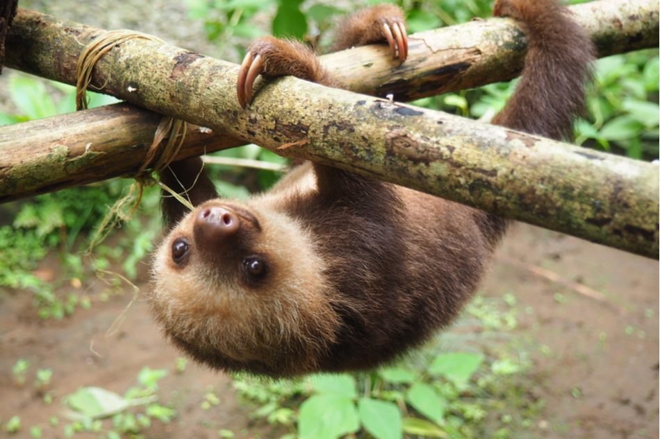 Young sloth hanging from a low branch
