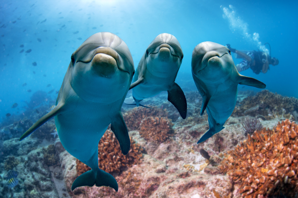 three dolphins looking into the camera