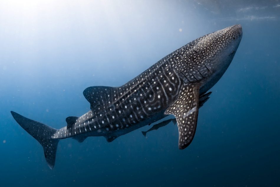 Scientists observe whale shark