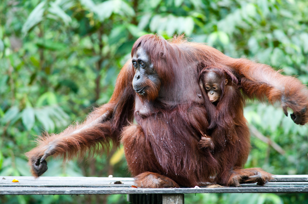 Orangutan and her Orangutan Baby in Tanjung Puting National Park.