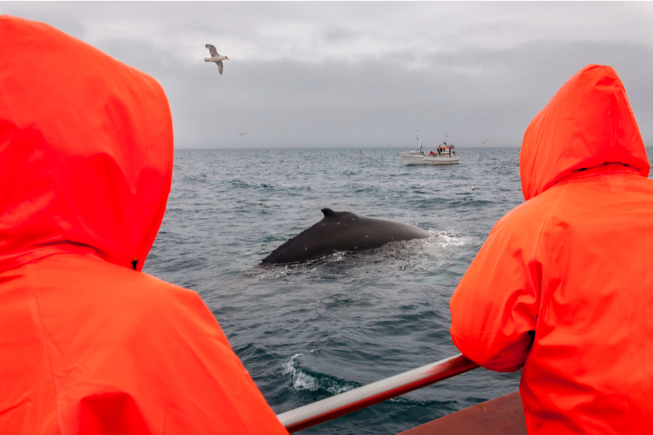 two people in orange raincoats look out at minke whale in Icelandic waters