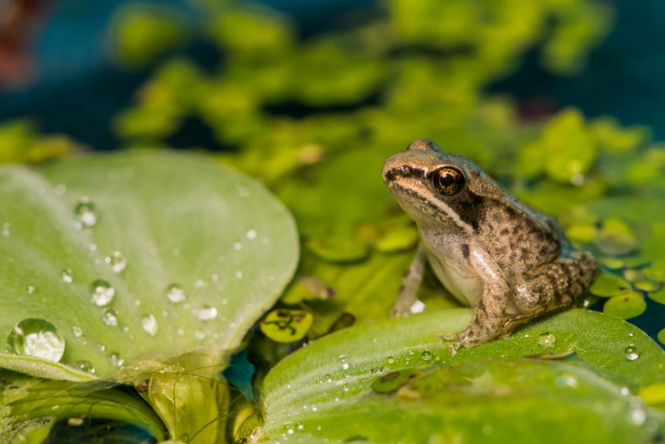 Wood frog sitting on a plant above some water.