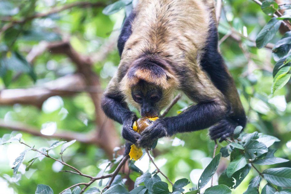 Spider monkey hanging from a tree with his tail as he eats a ripe mango.