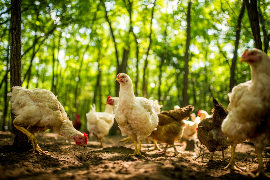 Free range chickens in a poultry farm surrounded by woods