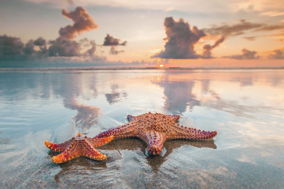 Two starfish on sea beach at sunset.