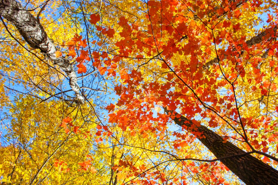 Orange and yellow leaves on a tall tree in fall
