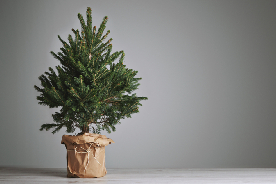 live Christmas tree in a pot sits against a grey backdrop