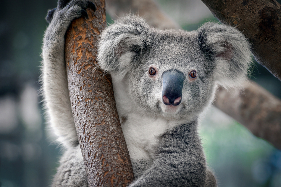 Koala huggin a eucalyptus branch