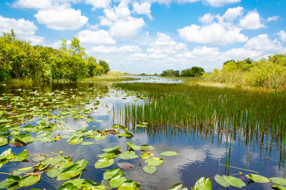 Wetland in the Everglades with waterlilies