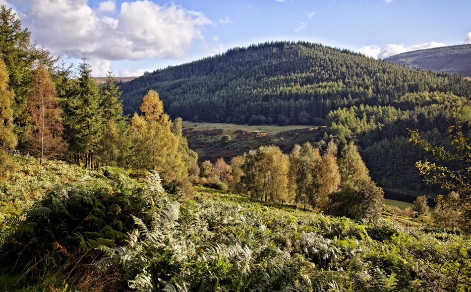 Scottish Forests