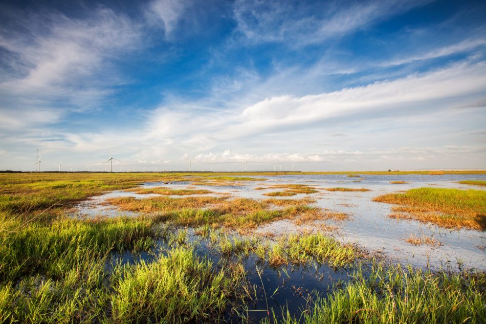 Healthy wetlands can save coas