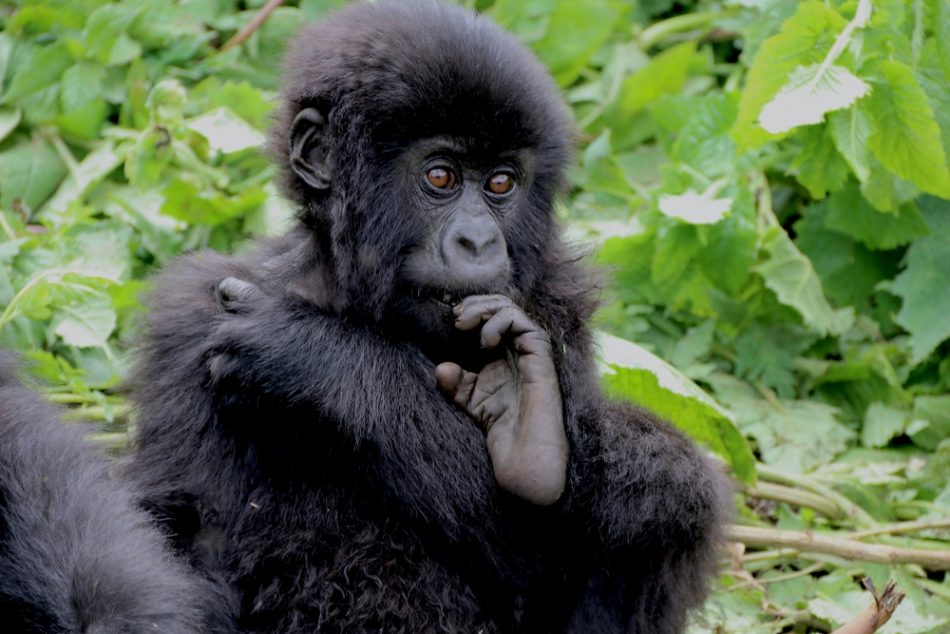 Young mountain gorilla in a forest area.