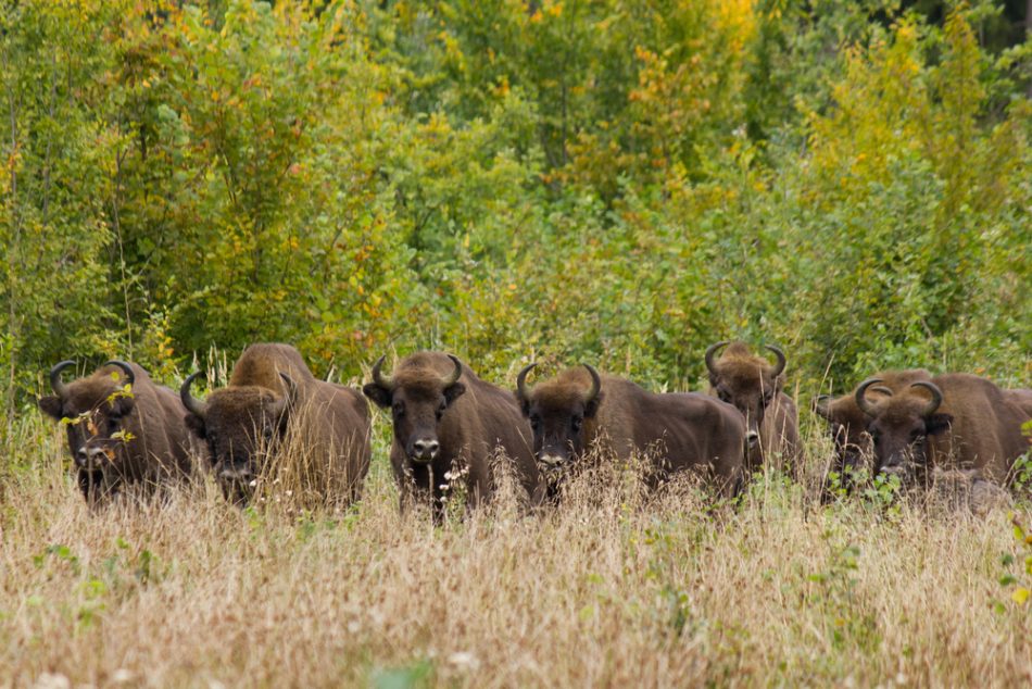 Roaming wild bison help mitiga