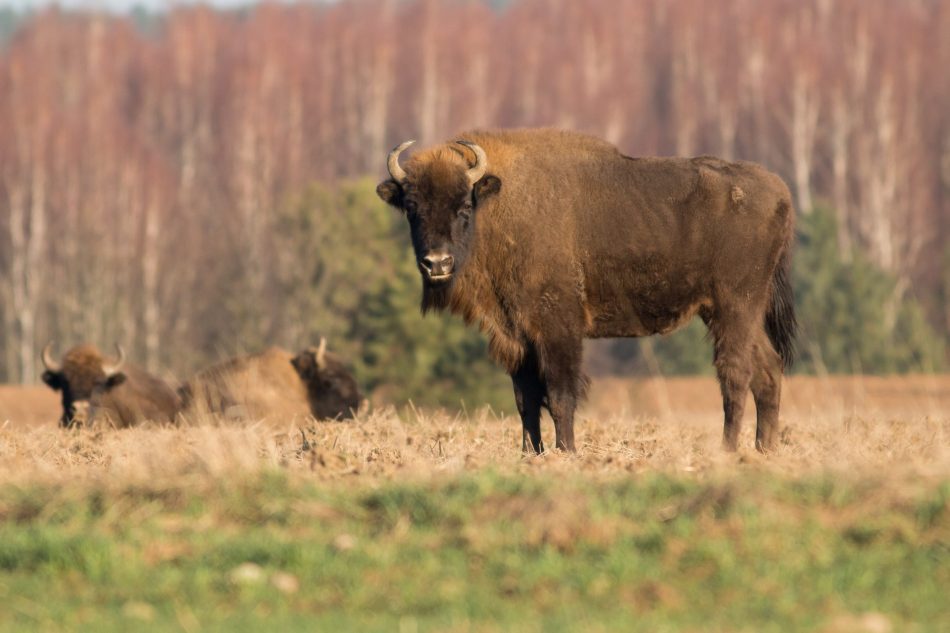 The European bison is no longe