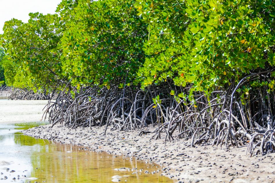 Mangrove restoration expands c
