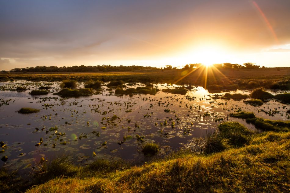 Wetlands restoration is one of
