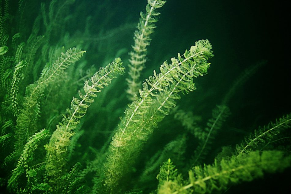 Algae swaying underwater