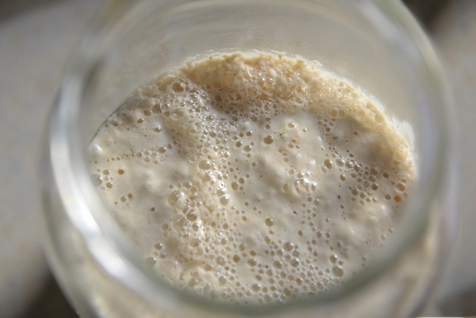 Natural yeast sourdough starter culture used to raise doughs when making sourdough bread.